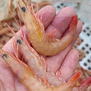 野生海捕新鲜蛎虾色虾青岛鹰爪虾海虾鸡爪虾红虾立虾鲜活速冻包邮