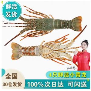 【次日达】鲜活小青龙4只装龙虾超大特大海虾海鲜水产青龙