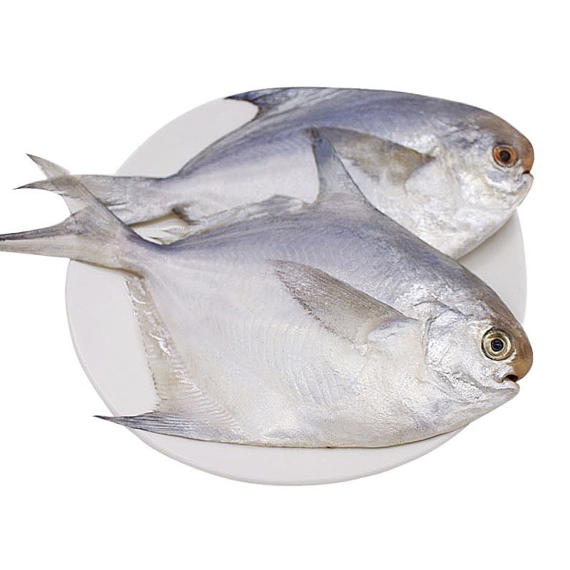 大号银鲳鱼新鲜冷冻昌鱼白仓鱼生鲜白鲳鱼鲳鳊鱼水产海鲜